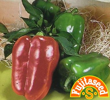 【藤田種子】F1 カラーピーマン　レッド野菜のタネ