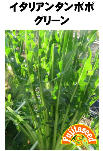 【藤田種子】イタリアンタンポポ　グリーン野菜のタネのサムネイル
