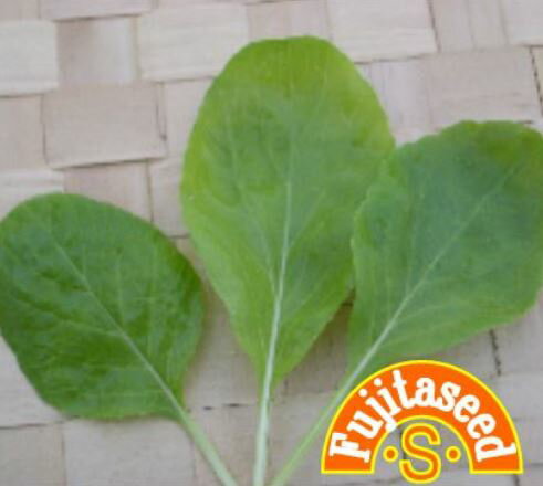 【藤田種子】ピノグリーン野菜のタネ