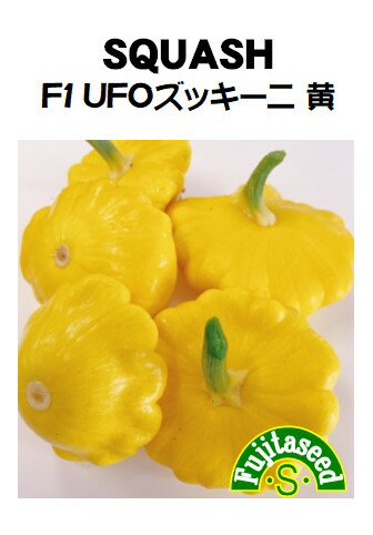 【藤田種子】F1　UFOズッキーニ黄野菜のタネ