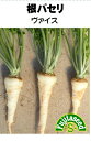 【利用方法】 葉縮みのない欧州のパセリと同じ葉型をしています。成長すると根の首部は5センチ、長さは15センチ位になり、パースニップと似た根ができます。 根の内部は白色で、香りはセロリアックやパースニップに似た風味があります。 サラダやスープ、ドイツの温野菜料理に利用されます。 【まき時期（一般地域）】　4月 【発芽難易度】中級者向　　 【容量】　0.3ml 【種子有効期限につきまして】 この種子は毎年6月、12月に有効期限の切り替えがございます。 有効期限は証票切り替え月より1年間となっております。予めご了承ください。