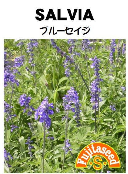 【藤田種子】セイジブルーセイジハーブ種