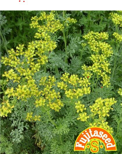 【藤田種子】ルーハーブ種