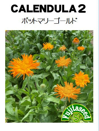 【藤田種子】カレンデュラ2（ポットマリーゴールド）ハーブ種