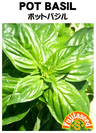 【藤田種子】ポットバジルハーブ種