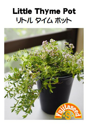 【藤田種子】リトルタイムポットハーブ種