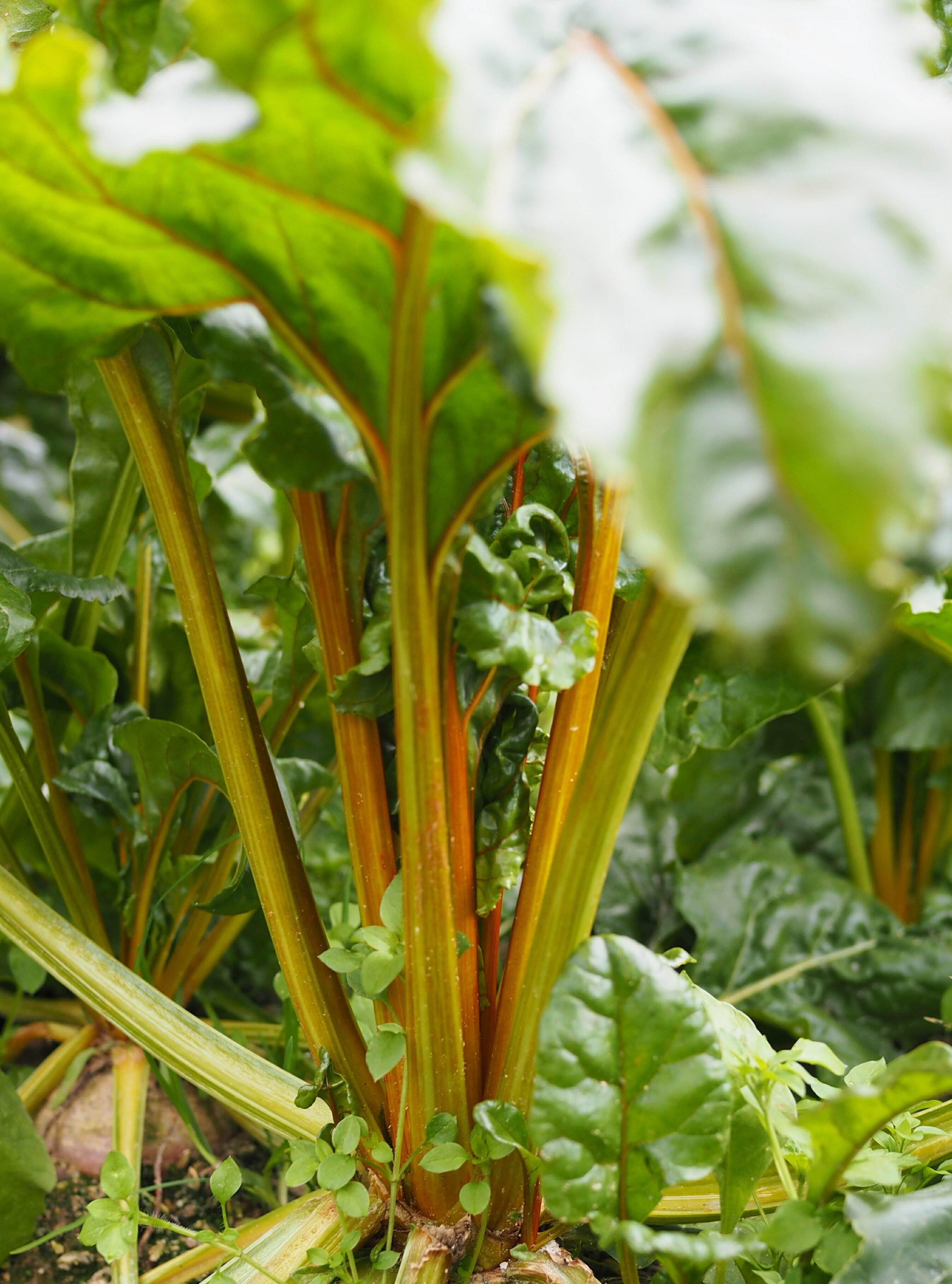 ��ƣ�ļ�ҡۥ�С���RHUBARB��ڤμ�