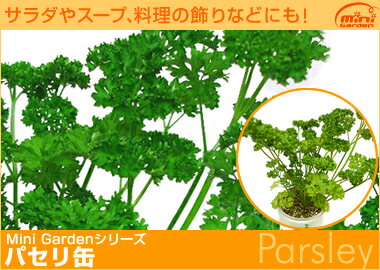 自分で育て、緑を目で楽しんだ後はお料理にも!ハーブ缶「パセリ」