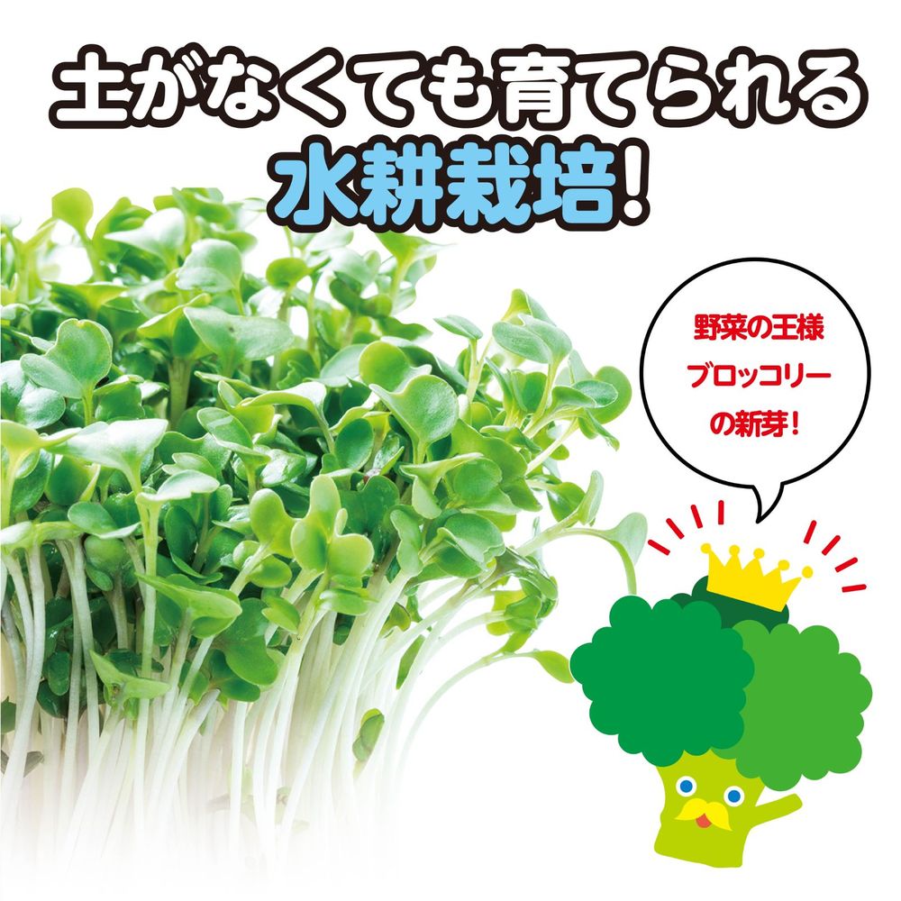 （まとめ買い）アーテック 水耕栽培でブロッコリースプラウトを育てよう 55944 〔×...