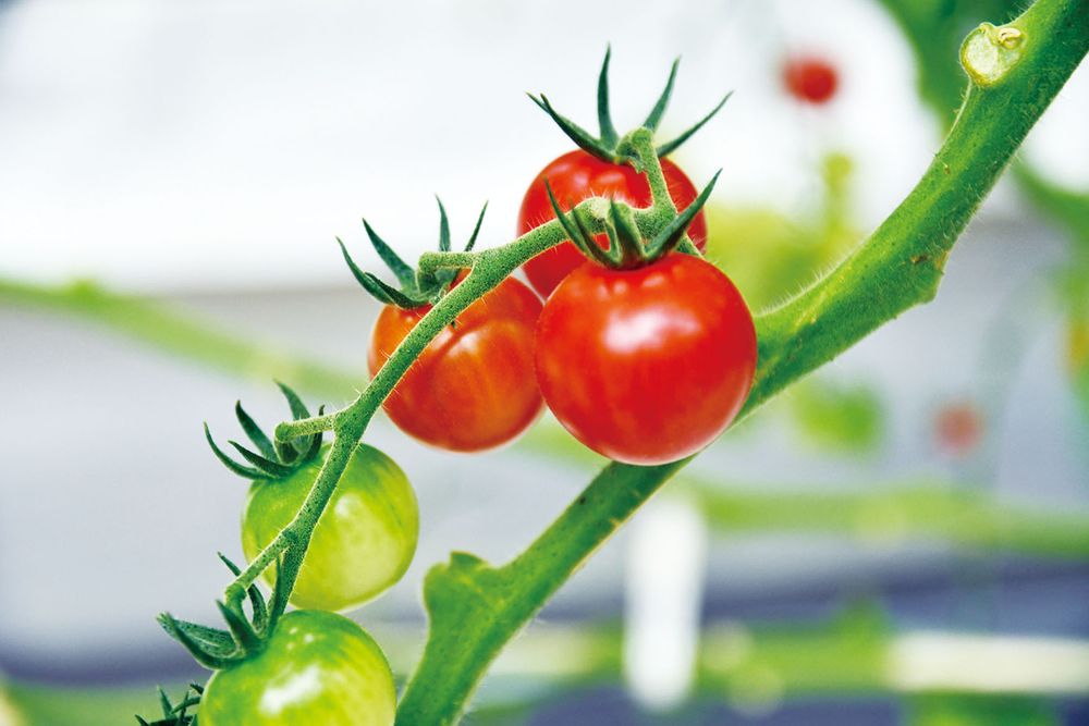 �����ƥå� �ߥ˥ե����प�����ǰ�Ƥ�ߥ˥ȥޥ� 102939 [�ʳع�������] ���̳�ƻ�����졦Υ�������Բġ�