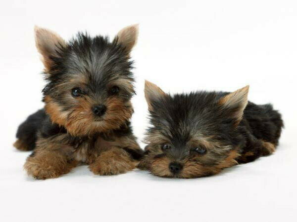 SP-4�������ѡ��ץ����꡼���� ����ǥ�����ʡ���󥹡�200ml ���̳�ƻ�����졦Υ�������Բġ�