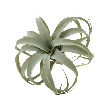 キセログラフィカS 80946 【北海道・沖縄・離島配送不可】