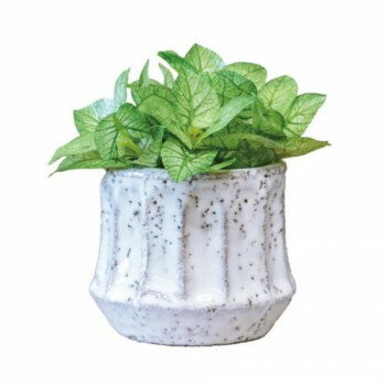 エペポット シンゴニウム 168751 【北海道・沖縄・離島配送不可】