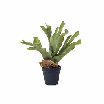 フェイクグリーンビカクシダ81120