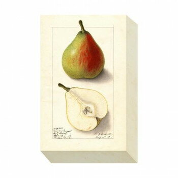 ミニパネル Pear アートパネル ZAP-53701 【北海道・沖縄・離島配送不可】