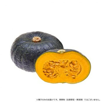 ＜＜ご注意下さい＞＞こちらの商品はメーカーよりお客様へ直接お届けの品になります。 当店での在庫はしておりません。在庫の有無はメーカー在庫のみになりますので、急な欠品や急に廃盤になる可能性がございます。こちらの商品の配送について○北海道・沖縄・離島につきましては、配送不可となりますので予めご了承お願いします。こちらの商品の包装(ラッピング)について○上記の理由(メーカーより直送)により包装はできませんので予めご了承お願いします。こちらの商品の不具合について○お届けしましたこちらの商品に不具合があった場合、商品到着日より1週間以内に当店にご連絡ください。メーカーが直接対応させて頂きます。○お客様がご自身で修理された場合、費用の負担は致しかねますので予めご了承下さい。果実は1.8kg前後で、揃い良く収量性が高いです。粘質系の偏円球で果皮は濃緑色です。草勢はやや強く中大葉で着果良好です。貯蔵性に優れ国産カボチャの少ない時期を狙いやすいです。成熟日数50〜55日、積算温度900〜950度になります。【注意事項】※種子は播種後の栽培条件、天候事情により、その結果が異なる場合がございます。万が一、結果不良でも保証はできかねます。サイズ：個装サイズ：30×20×20cm重量：個装重量：1000g仕様：内容量:500粒生産国：インド