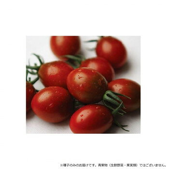 ＜＜ご注意下さい＞＞こちらの商品はメーカーよりお客様へ直接お届けの品になります。 当店での在庫はしておりません。在庫の有無はメーカー在庫のみになりますので、急な欠品や急に廃盤になる可能性がございます。こちらの商品の配送について○北海道・沖縄・離島につきましては、配送不可となりますので予めご了承お願いします。こちらの商品の包装(ラッピング)について○上記の理由(メーカーより直送)により包装はできませんので予めご了承お願いします。こちらの商品の不具合について○お届けしましたこちらの商品に不具合があった場合、商品到着日より1週間以内に当店にご連絡ください。メーカーが直接対応させて頂きます。○お客様がご自身で修理された場合、費用の負担は致しかねますので予めご了承下さい。珍しい黒皮のプラム型ミニトマト品種です。果重18〜20g程度、糖度8〜10度前後と甘みが強く食味良好。1花房当たり15〜20果程度着果し、収量性も高いです。半身萎凋病、葉かび病(Cf9)に抵抗性で、青枯病、うどんこ病に対して耐病性があります。【栽培のポイント】・定植は第1花房開花時に行い、1番果を必ず着果させる。・追肥は1番果の色付き始めに行い、その後は草勢を確認しながら適宜施用する。・摘果は基本的に行う必要はないが、果実が小玉になる場合は1花房当たり15果前後に摘果し、追肥を行う。【注意事項】※種子は播種後の栽培条件、天候事情により、その結果が異なる場合がございます。万が一、結果不良でも保証はできかねます。サイズ：個装サイズ：20×20×15cm重量：個装重量：50g仕様：内容量:100粒生産国：韓国