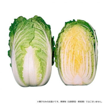 ＜＜ご注意下さい＞＞こちらの商品はメーカーよりお客様へ直接お届けの品になります。 当店での在庫はしておりません。在庫の有無はメーカー在庫のみになりますので、急な欠品や急に廃盤になる可能性がございます。こちらの商品の配送について○北海道・沖縄・離島につきましては、配送不可となりますので予めご了承お願いします。こちらの商品の包装(ラッピング)について○上記の理由(メーカーより直送)により包装はできませんので予めご了承お願いします。こちらの商品の不具合について○お届けしましたこちらの商品に不具合があった場合、商品到着日より1週間以内に当店にご連絡ください。メーカーが直接対応させて頂きます。○お客様がご自身で修理された場合、費用の負担は致しかねますので予めご了承下さい。外葉が濃緑・球内が黄色でコントラストの美しい90日タイプの中晩性品種。耐寒性は非常に強く、厳寒期どりに適する。根コブ病に対して強力な抵抗性を持ち、軟腐病・ウィルス病などの一般病害、石灰欠乏症・ゴマ症等の生理障害にも強い。無理な早蒔きは病害の発生する可能性が高く、遅まきは葉数不足で不結球になるので適期蒔きを心がけて下さい。【注意事項】※種子は播種後の栽培条件、天候事情により、その結果が異なる場合がございます。万が一、結果不良でも保証はできかねます。サイズ：個装サイズ：15×10×1cm重量：個装重量：30g仕様：内容量:1.5ml生産国：日本