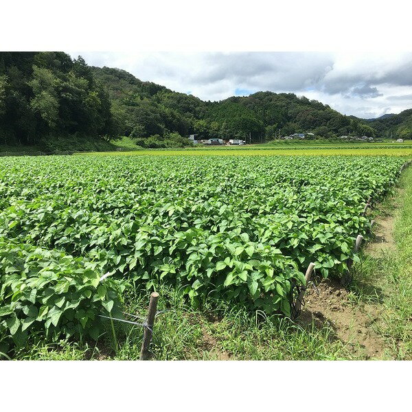 黒豆麦茶/ティーバッグ 〔18包×3袋セット〕 ノンカロリー ノンカフェイン 熱風焙煎方式【代引不可】【北海道・沖縄・離島配送不可】