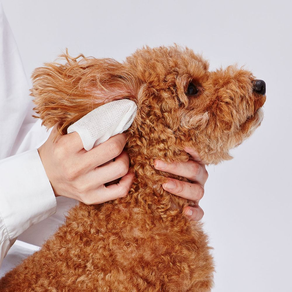 ペティオ 犬猫用 顔まわり用 シートでふきとる シャンプーティッシュ 30枚 ペット...