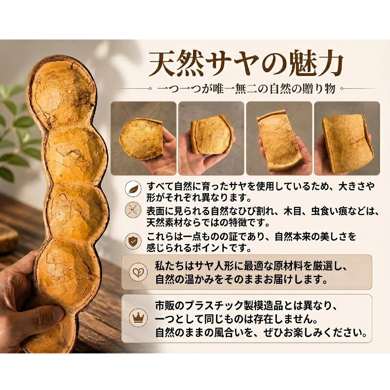 fukin-storeの天然サヤ 置物 一点もの 豆莢 種子 果殻 オブジェ インテリア ディスプレイ お土産 記念品 自然素材 ユニーク かわいい 全デザイン展開 卓上 玄関 デスク飾り t142｜アングル2