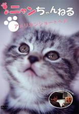 【バーゲンセール】【中古】DVD▼マンチカン 短足小猫の物語