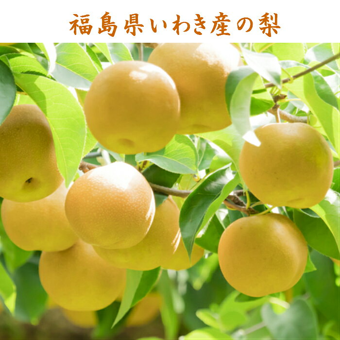 【楽天1位】 飲む酢 【 飲むフルーツ 梨酢 】 1瓶200ml 5本入り 飲む酢 誕生プレゼント 果実酢 健康酢 無添加 国産 おいしいお酢 美味しいお酢 飲むお酢 フルーツ酢 フルーツ ビネガー ドリンク お酢ドリンク 美容ドリンク 健康ドリンク 泉水耕農園思いやりの丘フクハウス 3
