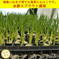 ハウスにんにく
