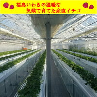 ハウスいちご