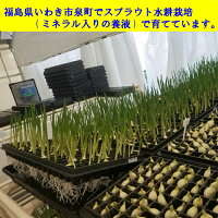 芽