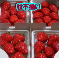 ひょうたんいちご【訳あり、粒不揃い】【いちご】【送料無料】【苺】イチゴ いちご 苺 甘い 完熟 新鮮 美味しい お取り寄せ セット おいしい 自宅用 訳アリ わけあり 果物 フルーツ 農家直送 【別途送料/北海道300円：沖縄、離島/1,500円】【RCP】のサムネイル