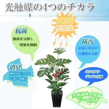 【 送料無料 】 光の楽園 146C450-19 トネリコ H1.8 | 観葉植物 大型 おしゃれ フェイク インテリア 造花 セット 人工 お祝い プレゼント 消臭 光触媒 ギフト 開店祝い 新築祝い 当選祝い 結婚祝い