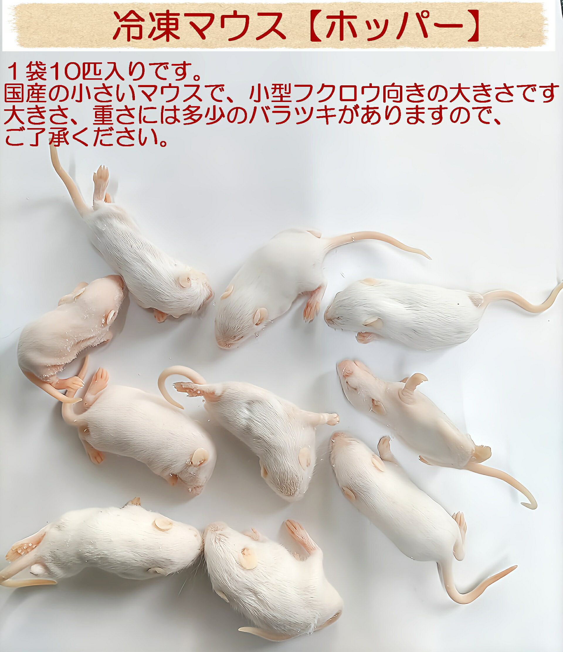楽天市場】冷凍 ホッパー ラットの通販 楽天市場】冷凍 ホッパー ラットの通販