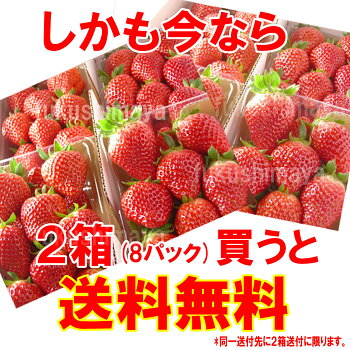 とちおとめいちご(4パック入2L〜3L)。同一送付先に2箱買うと送料無料♪栽培方法にこだわった甘いイチゴ【発送時期:2月中旬頃〜5月上旬頃まで発送予定】