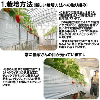 とちおとめいちご(4パック入2L〜3L)。同一送付先に2箱買うと送料無料♪栽培方法にこだわった甘いイチゴ【発送時期:2月中旬頃〜5月上旬頃まで発送予定】