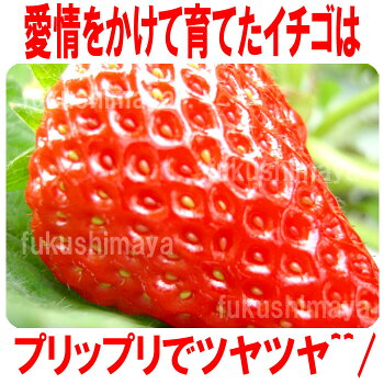 とちおとめいちご(4パック入2L〜3L)。同一送付先に2箱買うと送料無料♪栽培方法にこだわった甘いイチゴ【発送時期:2月中旬頃〜5月上旬頃まで発送予定】