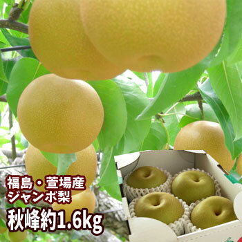 秋峰 梨 なし 約1.6kg(3〜4玉入)【発送時期:12月上旬頃〜3月下旬頃まで予定】 福島 かやば 萱場 大玉 フルーツ 果物 ギフト プレゼント 贈答 送...