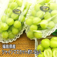 シャインマスカット 約1.5kg 3〜6房入  皮ごと食べられる 送料無料　産地直送　福島産　ぶどう　種なしぶどう　ブドウ　果物　フルーツ　ギフト