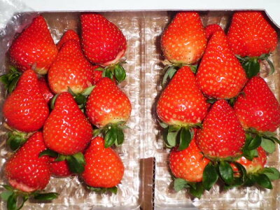 2種類食べ比べ4パックセット 秀品2 3l 紅ほっぺ2パック ゆめのか苺 2パック 岡山県産 国産 減農薬栽培 送料無料 北海道 東北 沖縄地域は500円加算となります 紅ほっぺ築を喜ばれるより 十年後に感謝される大工 2種類食べ比べ4パックセット 秀品2 3l 紅ほっぺ2パック ゆめのか苺 2パック 岡山県産 国産 減農薬栽培 送料無料 北海道 東北 沖縄地域は500円加算となります 紅ほっぺ築を喜ばれるより 十年後に感謝される大工