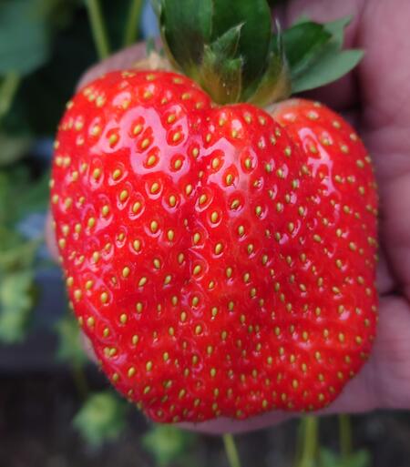 岡山県ブランド【晴れ苺】特選大玉・完熟高糖度3L　350g×4パック（6〜10玉入り/パック）【送料無料】／以下送料別途加算地域（東北地域は330円／北海道・沖縄地域は990円加算となります。）