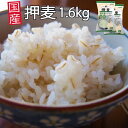 【送料無料】押麦 国産大麦 1.6kg(800g×2袋) 押し麦 麦ごはん 麦ご飯 おしむぎ 大麦βグルカン