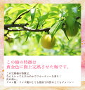 梅干し　送料無料 『甘仕立てうす塩味320g』 塩分約5％　福井県産完熟梅　（約18粒〜22粒）　福梅ぼし　食品 お取り寄せ グルメ 3