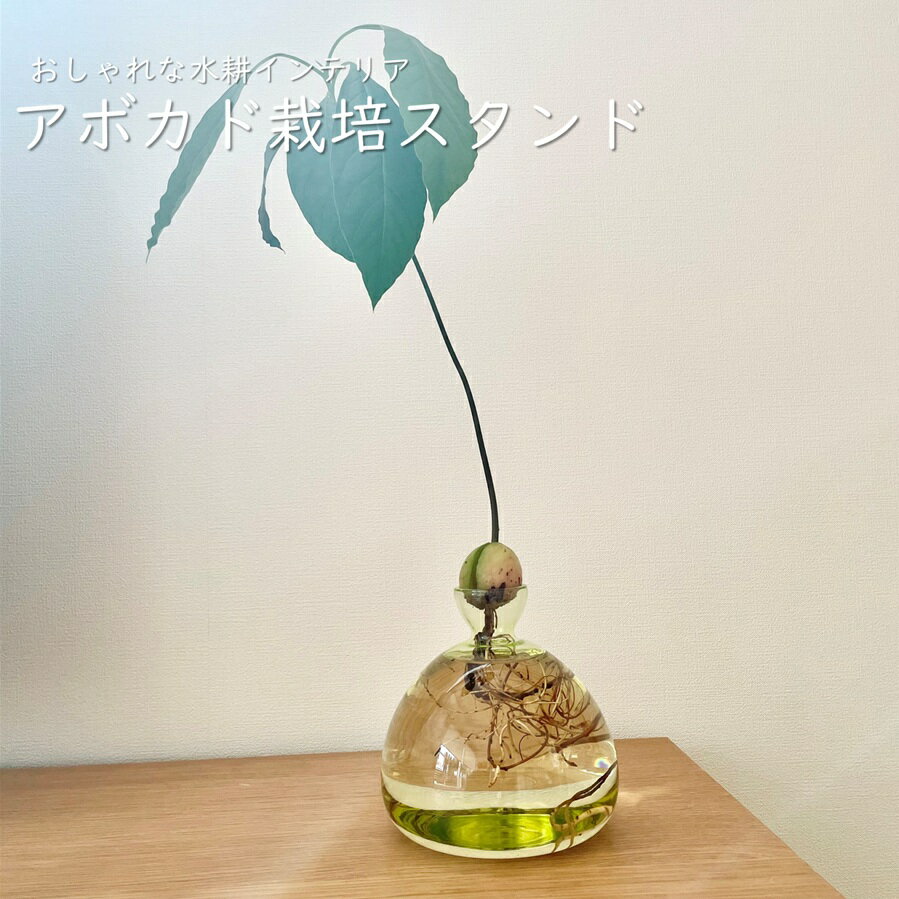 アボカドスタンド 水耕栽培 アボカドベース 種から栽培 おしゃれ インテリア 趣味 園芸 発芽 雑貨 植物