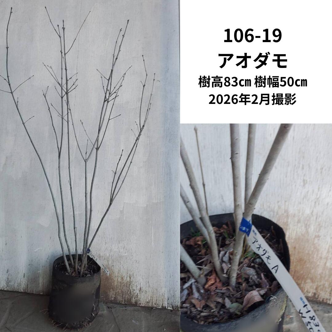 アオダモ1m (現品発送) (シンボルツリー) (庭木) (植木) (落葉樹)