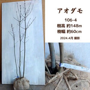 アオダモ1.5～1.6m (現品発送) (シンボルツリー) (庭木) (植木) (落葉樹)