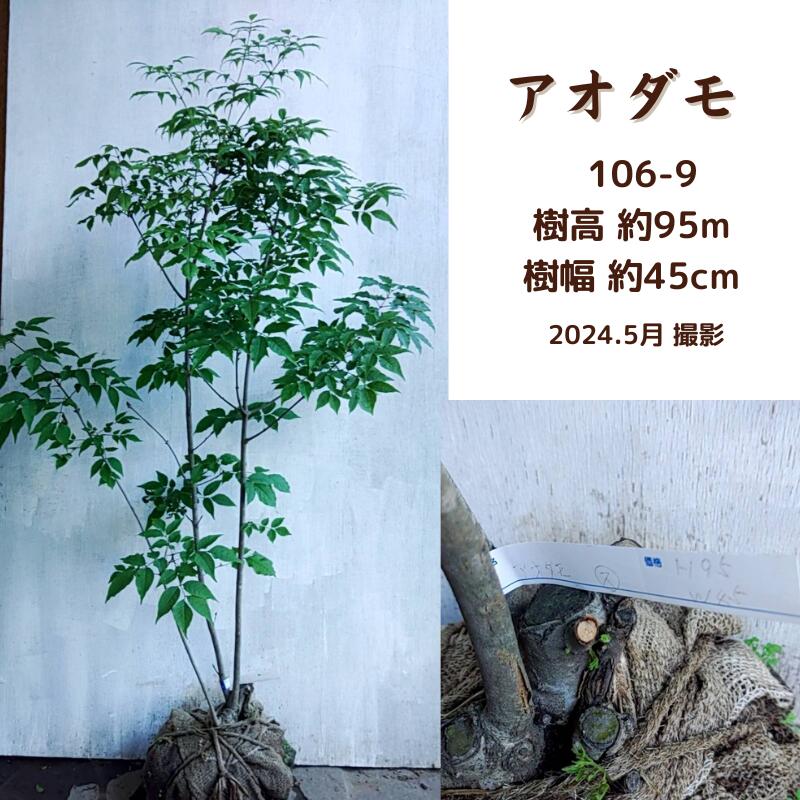 アオダモ1～1.3m (現品発送) (シンボルツリー) (庭木) (植木) (落葉樹)