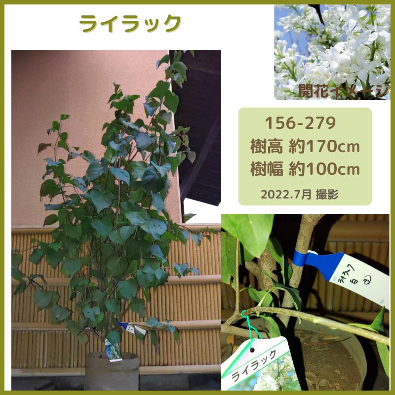 ライラックの通販口コミおすすめランキング 花 園芸 エクステリア ツカエルサイト