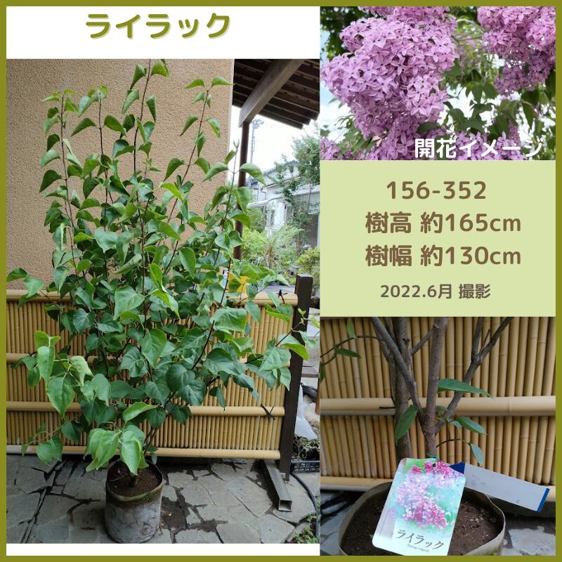 ライラックの通販口コミおすすめランキング 花 園芸 エクステリア ツカエルサイト
