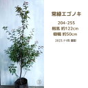 常緑エゴノキ1-1.3m【送料無料】(現品発送) (シンボルツリー) (トキワエゴノキ)(庭木) (植木) (常緑樹)