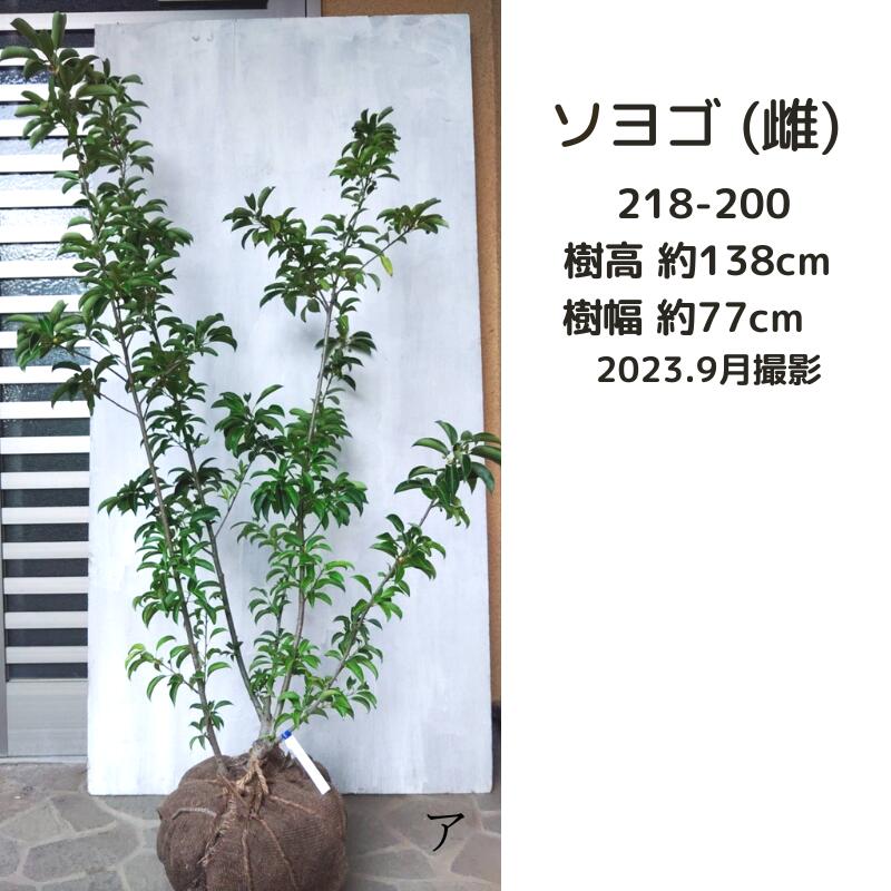 ソヨゴ メス1.3-1.5m(現品発送) (シンボルツリー) (庭木) (植木) (常緑樹)